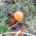 Rubus chamaemorus fruit. Orange.